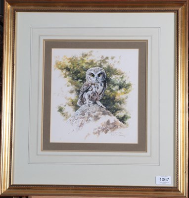 Lot 1067 - Alan M Hunt (b.1947) Saw-Whet Owl Signed and dated 1984, gouache, 24.5cm by 23cm  Provenance:...