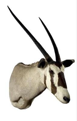 Lot 155 - Taxidermy: Gemsbok Oryx (Oryx gazella gazella), modern, South Africa, high quality adult male...
