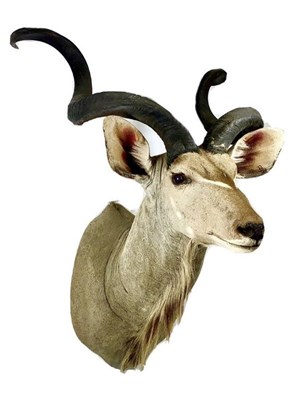Lot 156 - Taxidermy: Cape Greater Kudu (Strepsiceros strepsiceros), modern, South Africa, high quality...