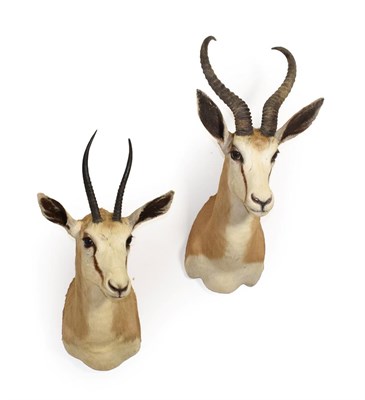 Lot 158 - Taxidermy: A Pair of South African Springbok (Antidorcas marsupialis), modern, South Africa,...
