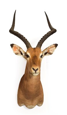 Lot 159 - Taxidermy: Common Impala (Aepyceros melampus), modern, South Africa, adult male shoulder mount...