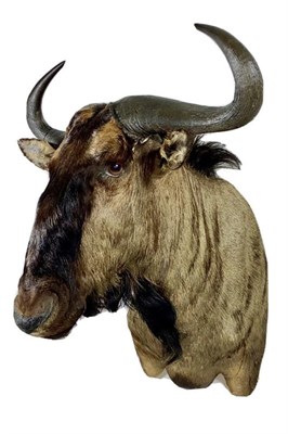 Lot 160 - Taxidermy: Blue Wildebeest (Connochaetes taurinus), modern, high quality shoulder mount with...
