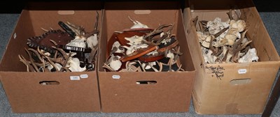 Lot 340 - Antlers/Horns: Roebuck Antlers, circa late 20th century, twenty sets of adult and juvenile...