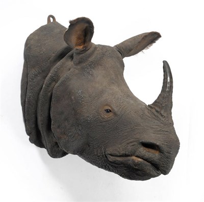Lot 210 - Great Indian Rhinoceros (Rhinoceros unicornis), attributed to Rowland Ward, 1935, head mount,...