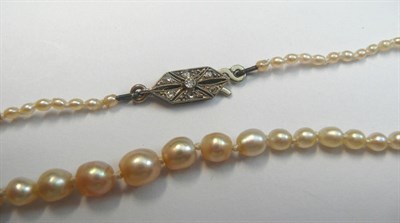 Lot 700 - A Pearl Necklace, of oval shaped graduated pearls, on a knotted string, to a diamond set clasp,...