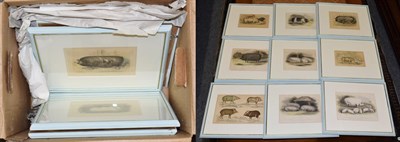 Lot 1107 - After J Scott (19th century) Fourteen hand coloured etchings of rare pig breeds