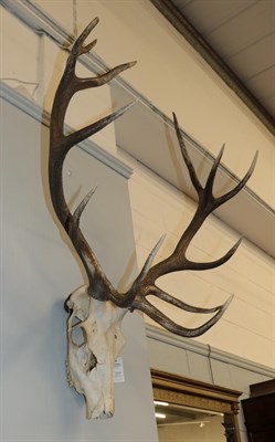 Lot 1177 - Antlers/Horns: European Red Deer (Cervus elaphus), adult stag antlers on upper skull, Royal -...