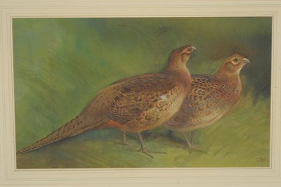 Lot 805 - Charles Whymper RI (1853-1941) Two hen pheasants in a covey Signed, inscribed verso,...