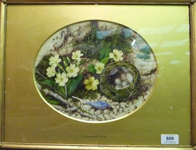 Lot 809 - John Sherrin RWS (1819-1896) Primroses, a crocus and bird's nest on a mossy bank Watercolour...