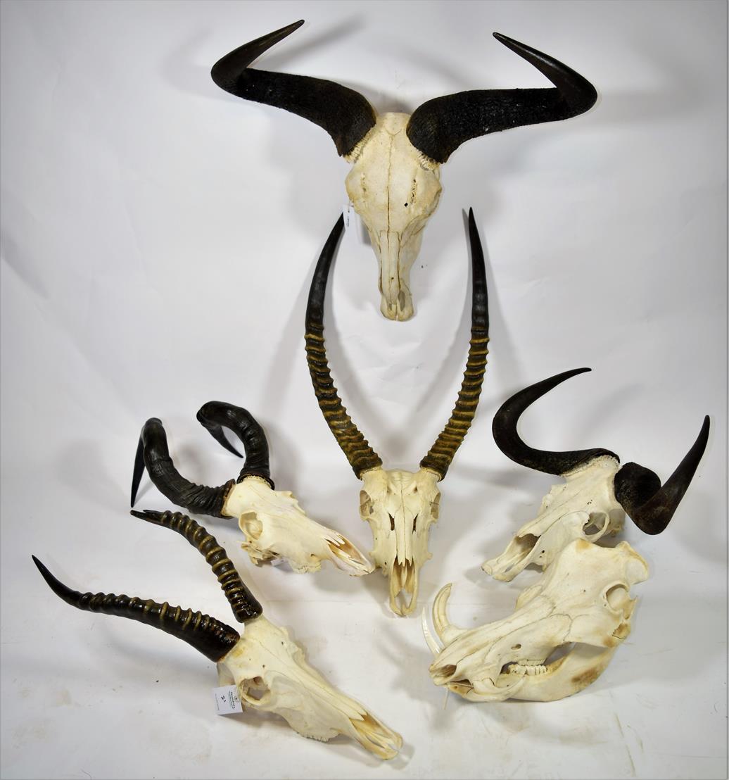 Lot 2002 - Horns/Skulls: A Selection of African Game Trophy Skulls, modern, a varied selection of African...