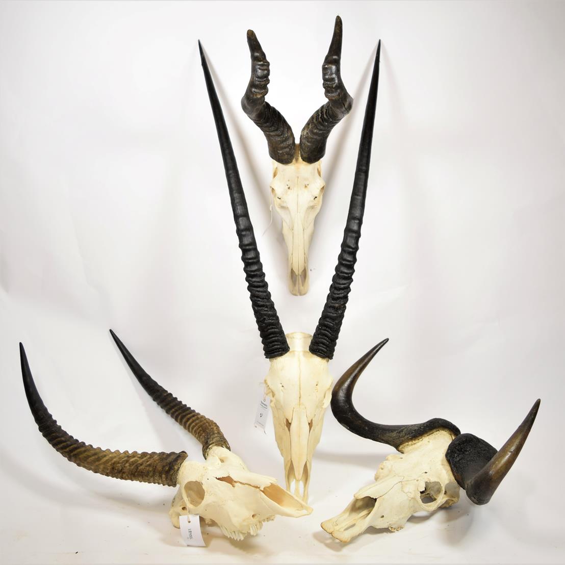 Lot 2003 - Horns/Skulls: A Selection of African Game Trophy Skulls, modern, a varied selection including -...