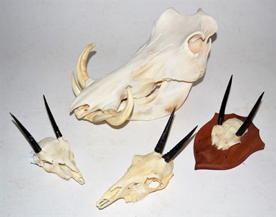 Lot 2004 - Horns/Skulls: A Selection of African Game Trophy Skulls, modern, to include -  Common Warthog...