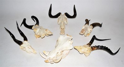 Lot 2005 - Horns/Skulls: A Selection of African Game Trophy Skulls, modern, to include - Black Wildebeest...