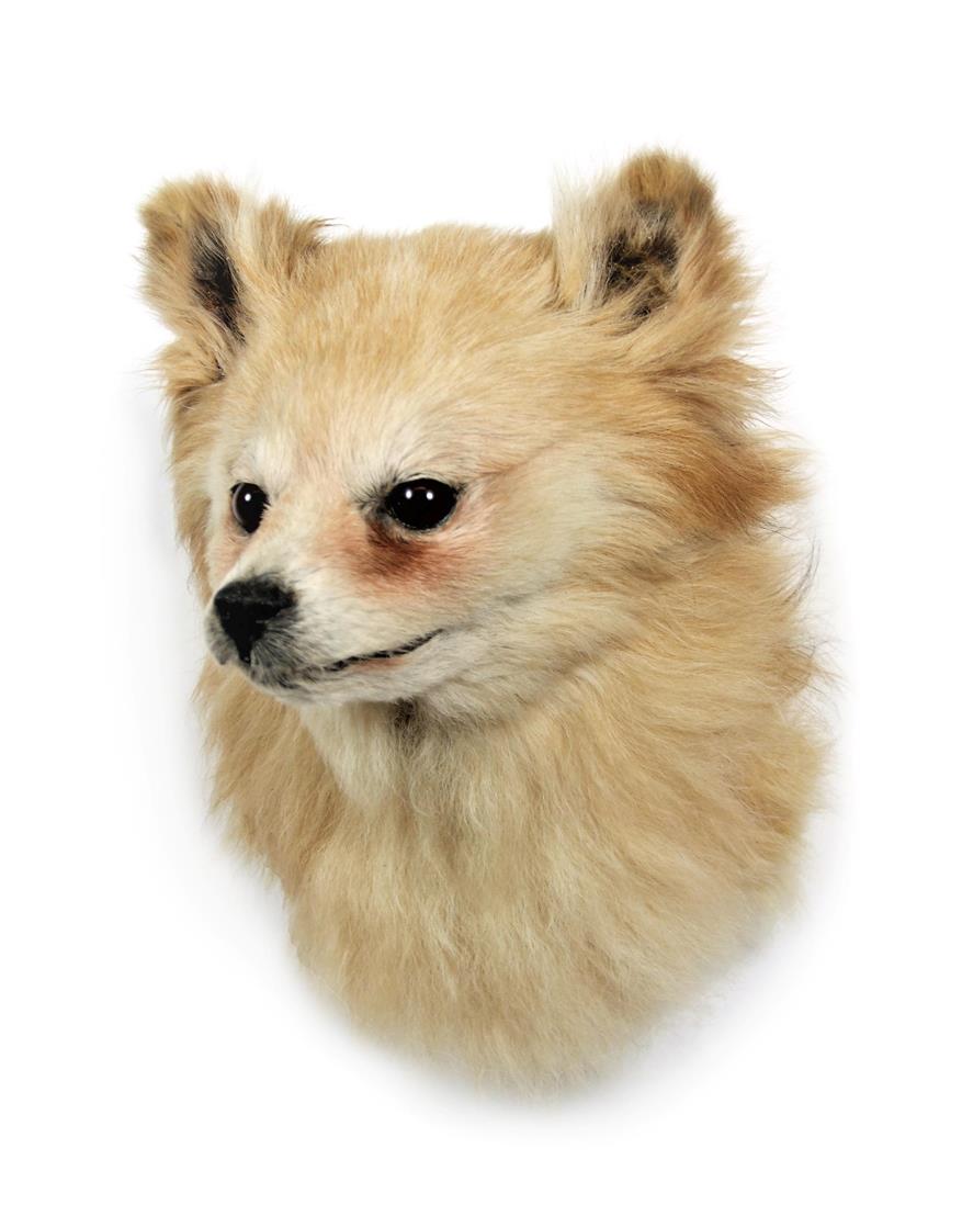 Lot 2007 - Taxidermy: A Pomeranian Dog (Canis lupus familiaris), circa late 20th century, an adult head...