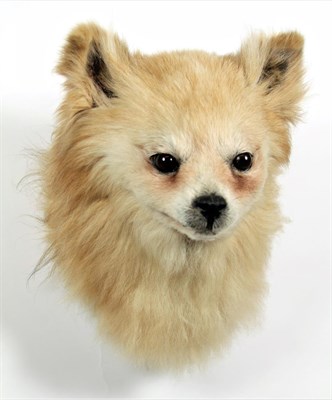 Lot 2007 - Taxidermy: A Pomeranian Dog (Canis lupus familiaris), circa late 20th century, an adult head...