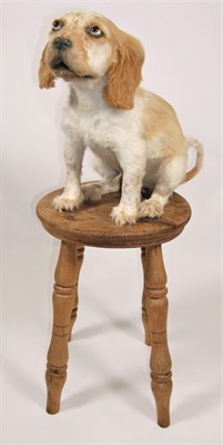 Lot 2008 - Taxidermy: A Cocker Spaniel Puppy (Canis lupus familiaris), circa late 20th century, a full...