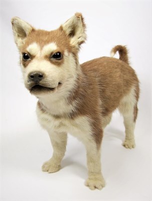 Lot 2009 - Taxidermy: A Husky Dog Puppy (Canis lupus familiaris), circa late 20th century, a full mount female