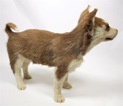 Lot 2009 - Taxidermy: A Husky Dog Puppy (Canis lupus familiaris), circa late 20th century, a full mount female