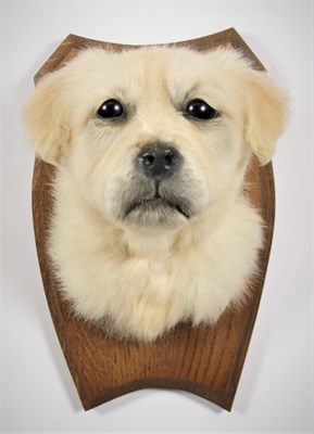 Lot 2010 - Taxidermy: A Great Pyrenees Mountain Dog Puppy (Canis lupis familiaris), a white puppy head...