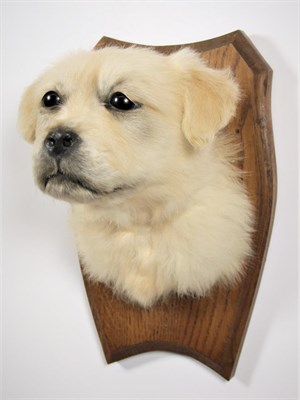 Lot 2010 - Taxidermy: A Great Pyrenees Mountain Dog Puppy (Canis lupis familiaris), a white puppy head...