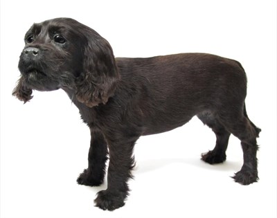 Lot 2011 - Taxidermy: A Black Cocker Spaniel Puppy (Canis lupus familiaris), circa late 20th century, a...