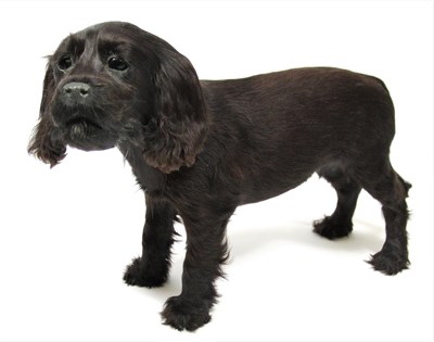 Lot 2011 - Taxidermy: A Black Cocker Spaniel Puppy (Canis lupus familiaris), circa late 20th century, a...