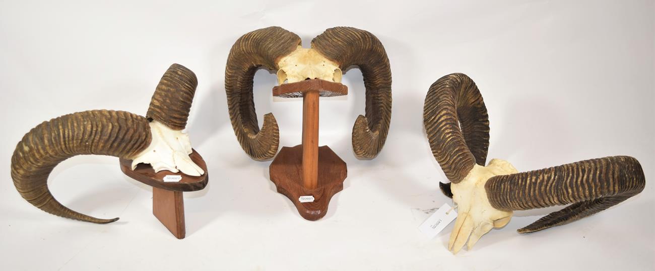 Lot 2013 - Antlers/Horns: European Mouflon (Ovis orientalis musimon), circa late 20th century, adult horns...