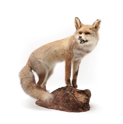 Lot 2014 - Taxidermy: A Yellow-Grey European Red Fox (Vulpes vulpes), circa late 20th century, a...