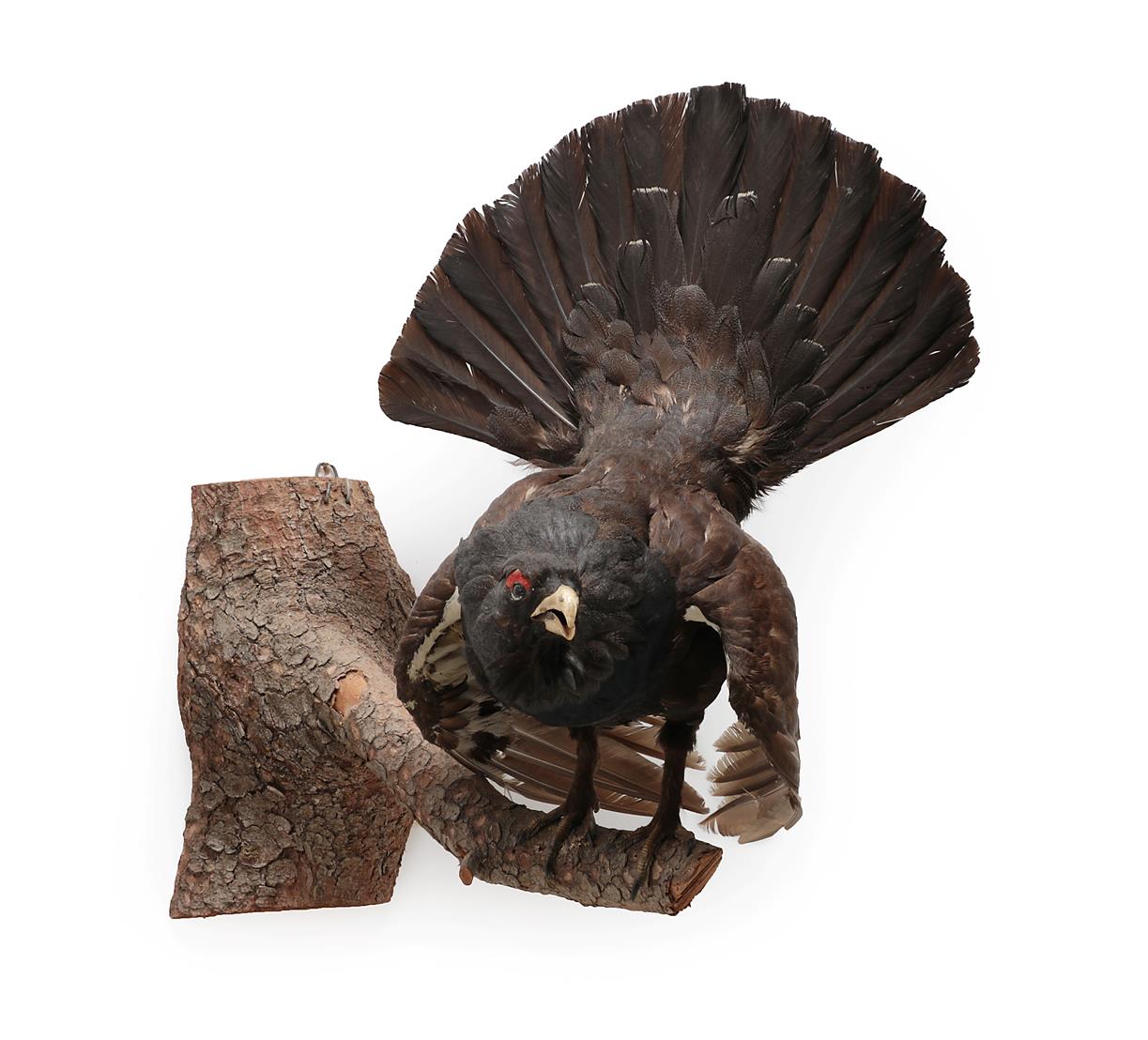 Lot 2016 - Taxidermy: European Capercaillie (Tetrao urogallus), circa late 20th century, large full mount cock