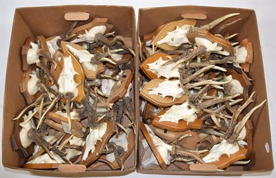 Lot 2019 - Antlers/Horns: European Roebuck (Capreolus capreolus), circa late 20th century, fifty eight sets of