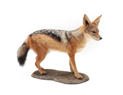 Lot 2021 - Taxidermy: Black-Backed Jackal (Canis mesomelas), modern, a high quality full mount stood upon...