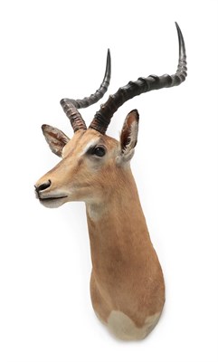 Lot 2024 - Taxidermy: Common Impala (Aepyceros melampus), modern, high quality shoulder mount looking straight
