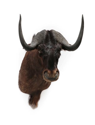Lot 2026 - Taxidermy: Black Wildebeest (Connochaetes gnou), modern, high quality shoulder mount, facing...