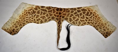 Lot 2027 - Hides/Skins: Southern Giraffe Flank Skin (Giraffa camelopardalis), circa 2018, a partial flank skin