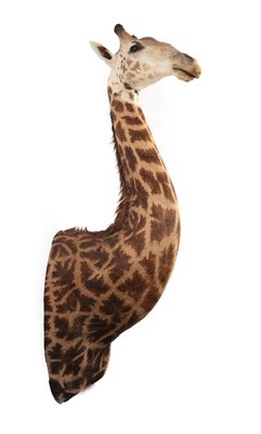 Lot 2028 - Taxidermy: South African Giraffe (Giraffa camelopardalis), circa 2018, South Africa, a large...