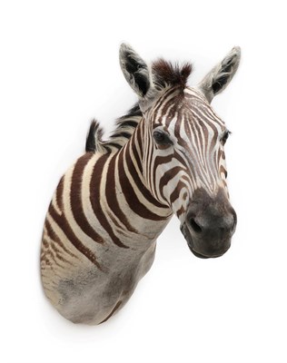 Lot 2029 - Taxidermy: Burchell's Zebra (Equus quagga), modern, South Africa, a superb quality example of...