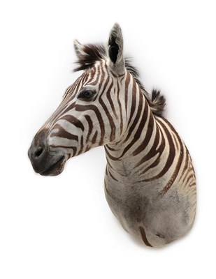 Lot 2029 - Taxidermy: Burchell's Zebra (Equus quagga), modern, South Africa, a superb quality example of...