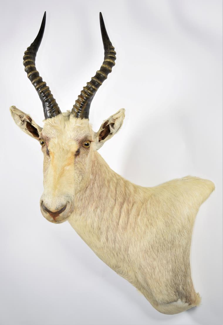 Lot 2030 - Taxidermy: White Blesbok (Damaliscus pygargus phillipsi), modern, South Africa, high quality...