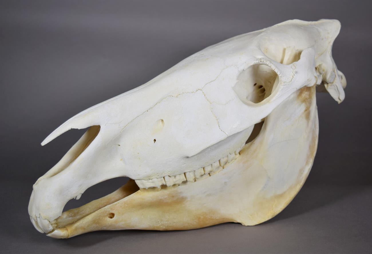 Lot 2031 - Skulls/Anatomy: Burchell's Zebra Skull (Equus quagga), modern, complete bleached skull, 54cm by...
