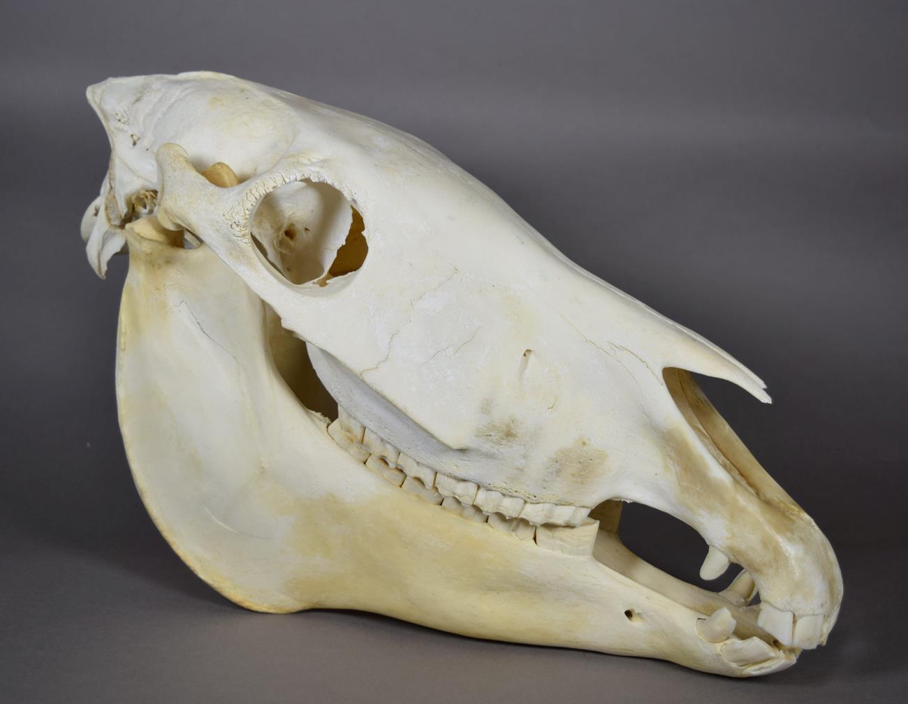Lot 2032 - Skulls/Anatomy: Burchell's Zebra Skull (Equus quagga), modern, complete bleached skull, 52cm by...