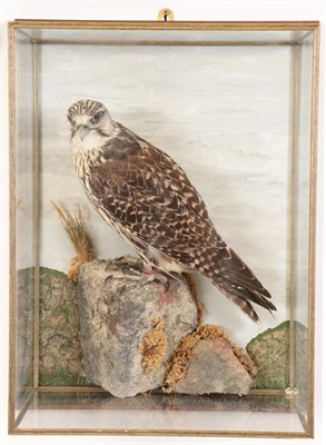 Lot 2033 - Taxidermy: A Wall Cased Gyr/Saker Falcon (Falco rusticolus), circa 2015, by Herbert Pearson,...