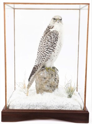Lot 2034 - Taxidermy: A Table Cased Gyr Falcon (Falco rusticolus), circa 2014, by A.J. Armitstead, Taxidermist
