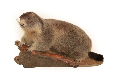 Lot 2035 - Taxidermy: Alpine Marmot (Marmota marmota), circa late 20th century, a full mount adult with...
