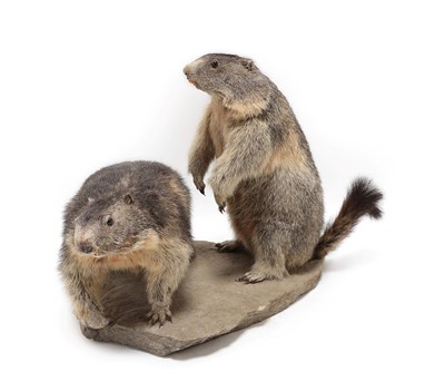 Lot 2037 - Taxidermy: A Pair of Alpine Marmots (Marmota marmota), circa late 20th century, a pair of adult...