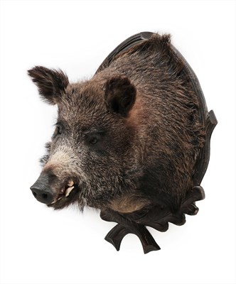 Lot 2038 - Taxidermy: European Wild Boar (Sus scrofa), circa late 20th century, high quality shoulder...