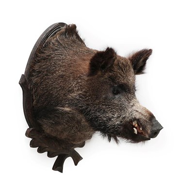 Lot 2038 - Taxidermy: European Wild Boar (Sus scrofa), circa late 20th century, high quality shoulder...
