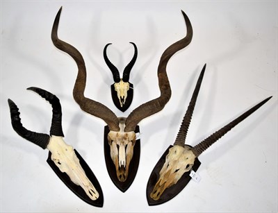 Lot 2042 - Horns/Skulls: A Selection of African Game Trophy Horns, circa late 20th century, to include -...