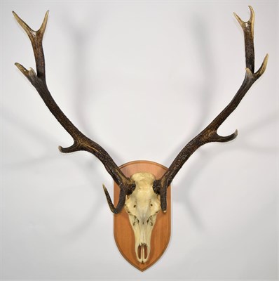 Lot 2043 - Antlers/Horns: European Red Deer (Cervus elaphus), circa late 20th century, large adult stag...