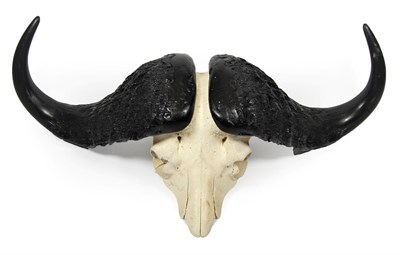 Lot 2048 - Antlers/Horns: Cape Buffalo Skull (Syncerus caffer caffer), circa late 20th century, large...