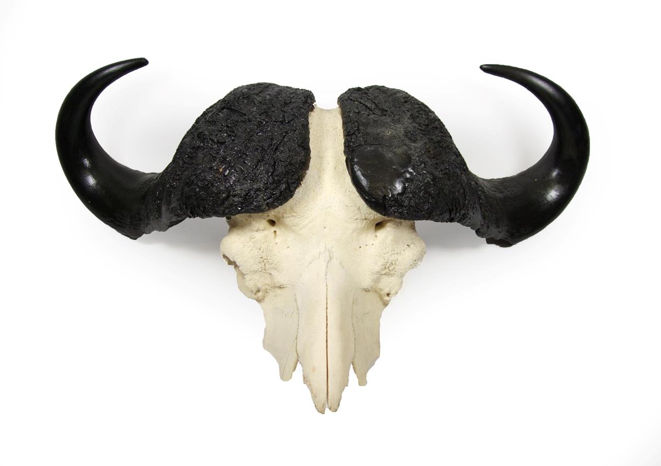Lot 2049 - Antlers/Horns: Cape Buffalo Skull (Syncerus caffer caffer), circa late 20th century, large...